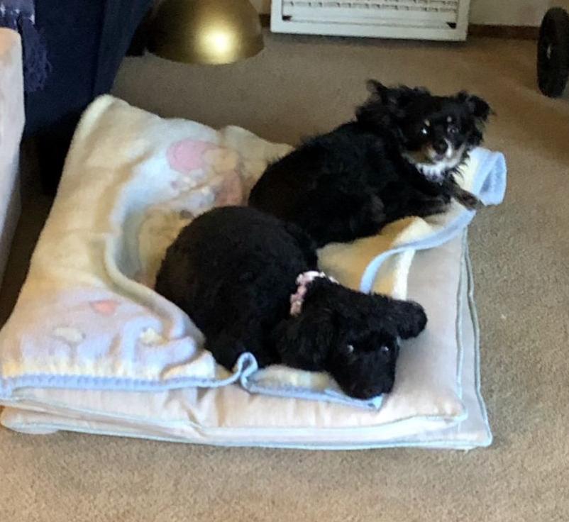 LeeLee and Mia Olive